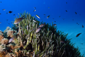 Fig. 3. Posidonia oceanica meadows.