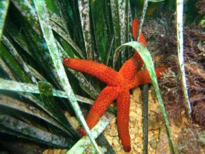 Fig. 4. Starfish Echinaster sepositus.